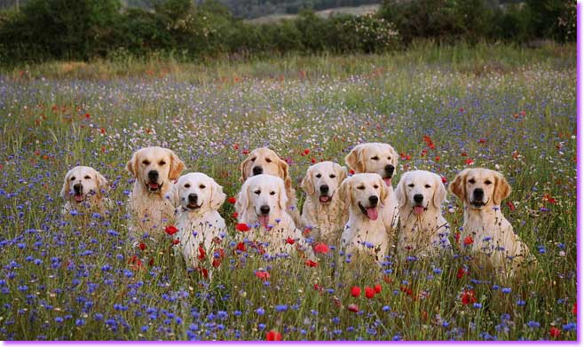 les Goldens Retrievers du Plateau des Bories