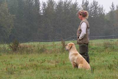 golden retriever : Ultra Bella