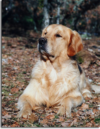 golden retriever : Phoebus