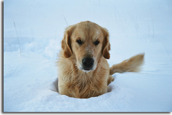 golden retriever : Phoebus