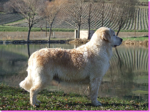 golden retriever : Pretty Chef de meute