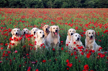 golden retriever : nous sommes tous aptes