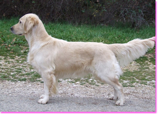 golden retriever : Star ou Poupoune