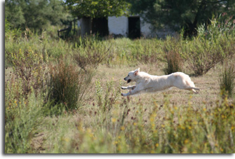 golden retriever : Unic