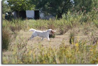 golden retriever : Unic