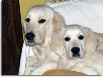 golden retriever : Unic & Nelly