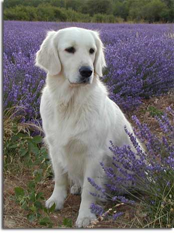 golden retriever : Unic