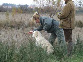 golden retriever : Unic